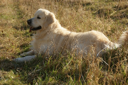 Hair puppy dog animal Photo