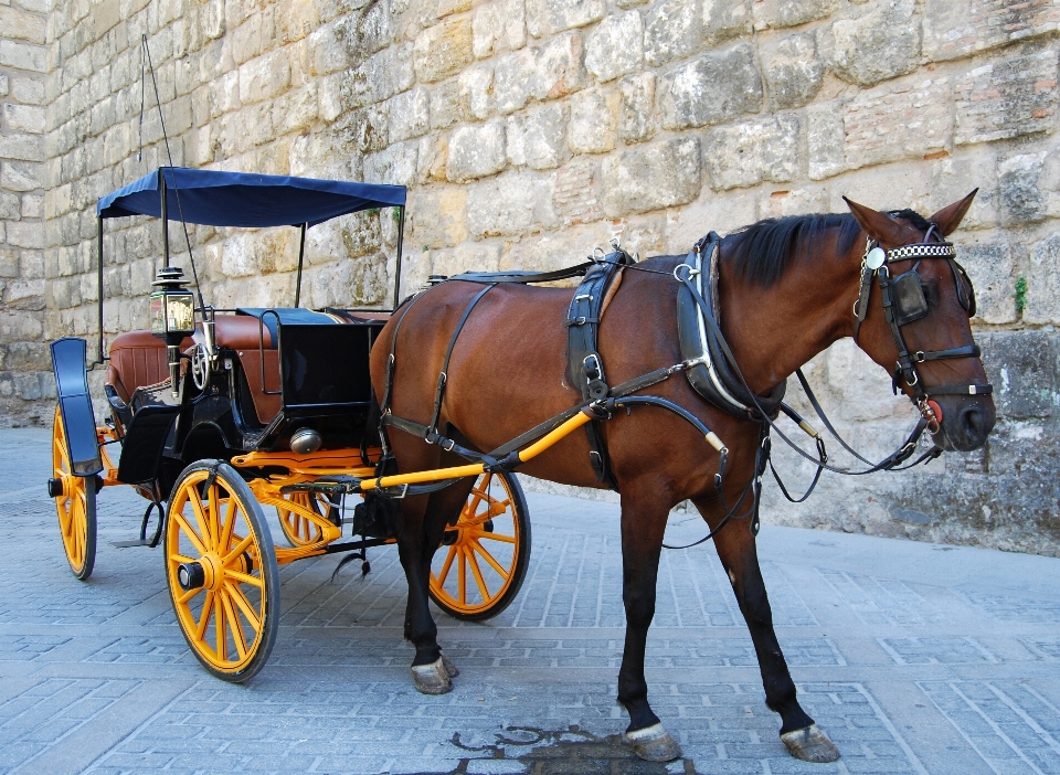 Wagen fahrzeug pferd romantisch