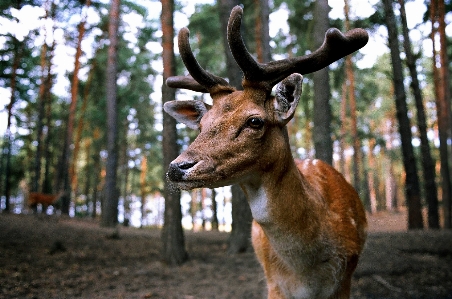 Nature forest wildlife wild Photo