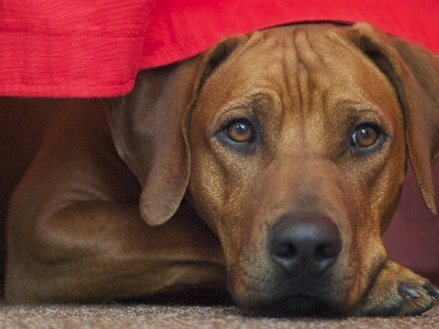 Puppy dog pet brown Photo