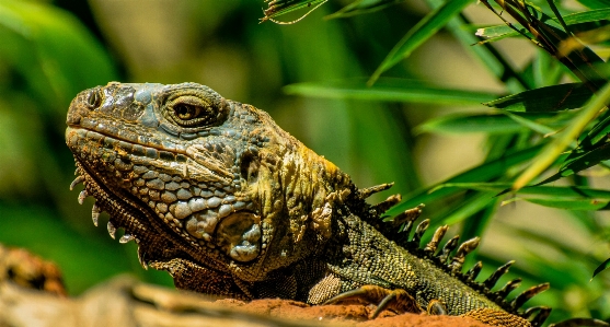 Nature animal wildlife jungle Photo