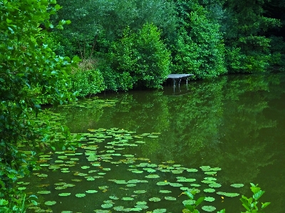 木 自然 森 沼地 写真