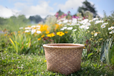 Nature grass field lawn Photo