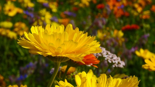 Nature blossom plant field Photo