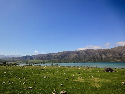 Landscape sea nature grass Photo