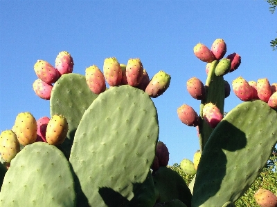 Nature prickly cactus plant Photo