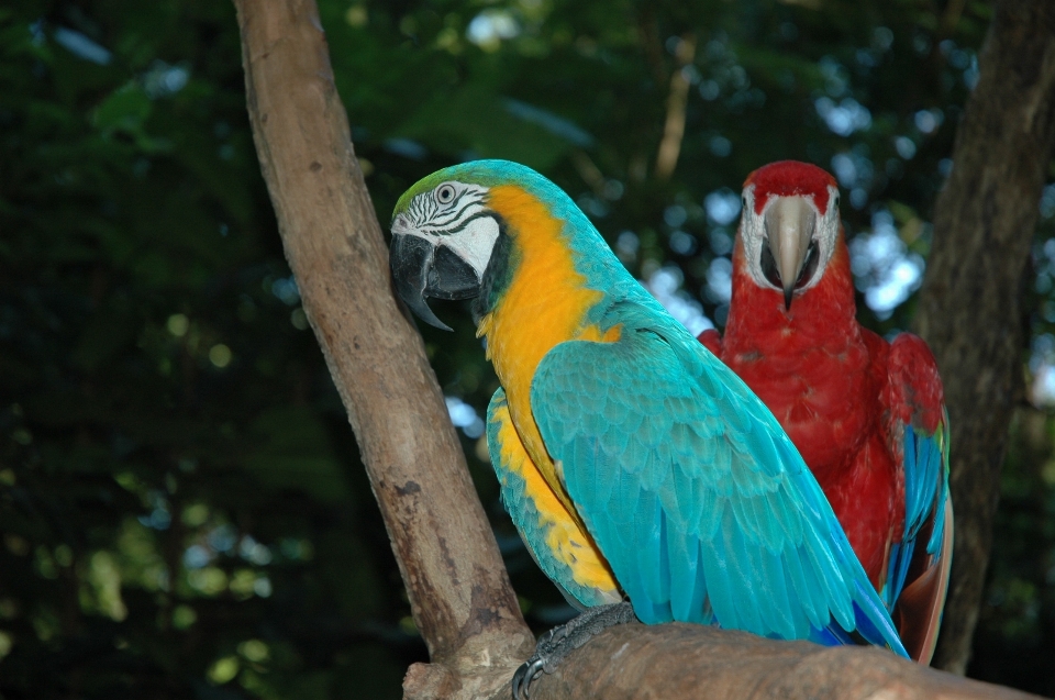 Burung margasatwa paruh fauna