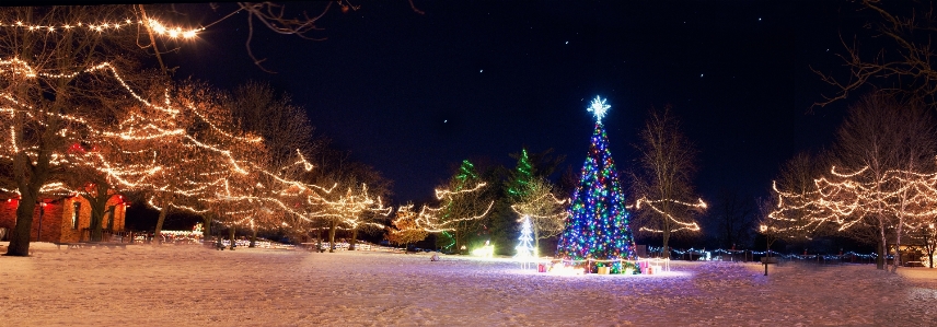 Tree winter night village Photo