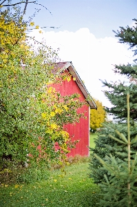 Tree nature plant wood Photo