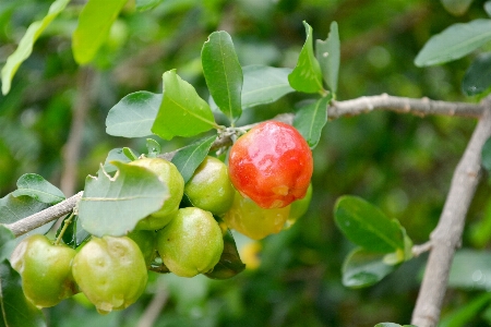 Tree branch plant fruit Photo