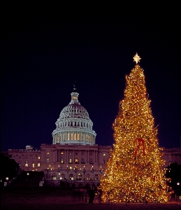 Tree winter night building Photo