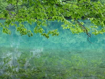 風景 木 水 自然 写真