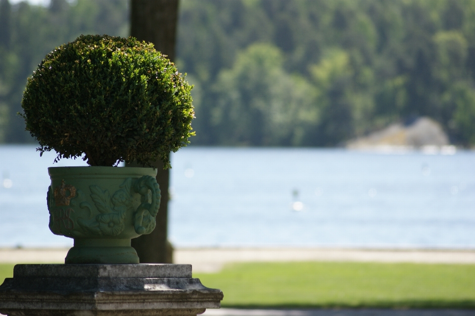 Albero acqua natura erba