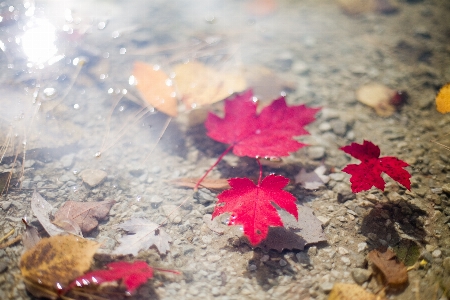 木 水 自然 植物 写真