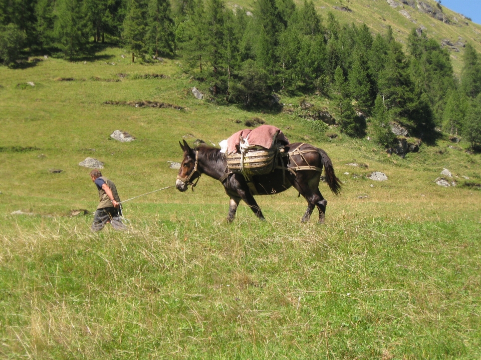 Montagne prairie
 pâturage
 ranch
