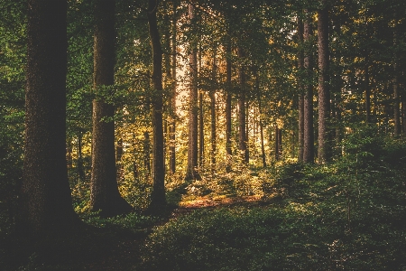 Foto Paesaggio albero natura foresta