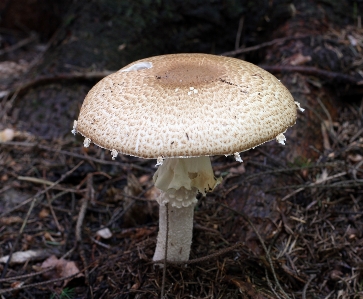 Wild boden pilz fauna Foto