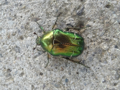 Green insect metal bug Photo