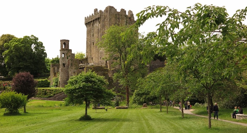 árbol césped torre castillo