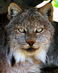 Hair animal wildlife wild Photo