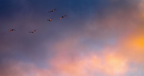 Cloud sky sunrise sunset Photo