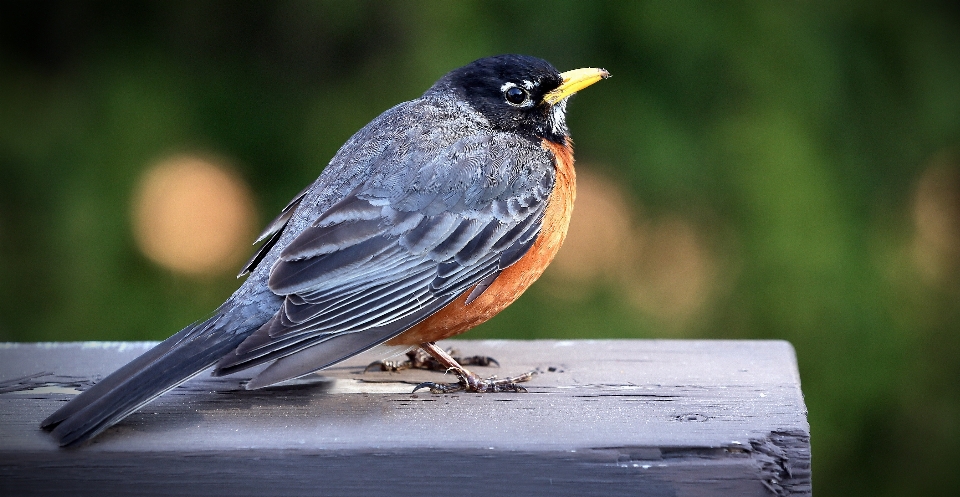 Natura uccello ala penna