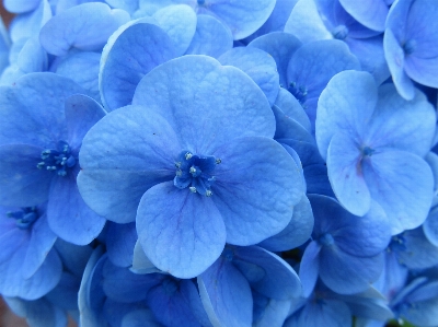 Foto Fiore pianta petalo blu