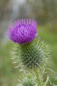 Nature blossom sharp plant Photo