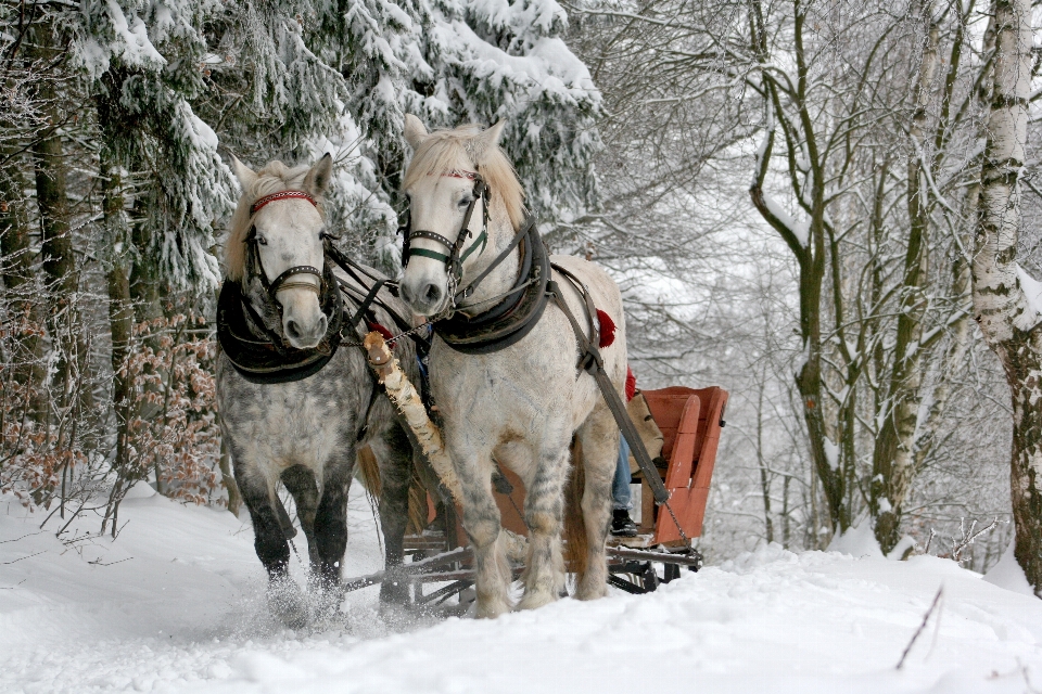 árvore natureza floresta neve