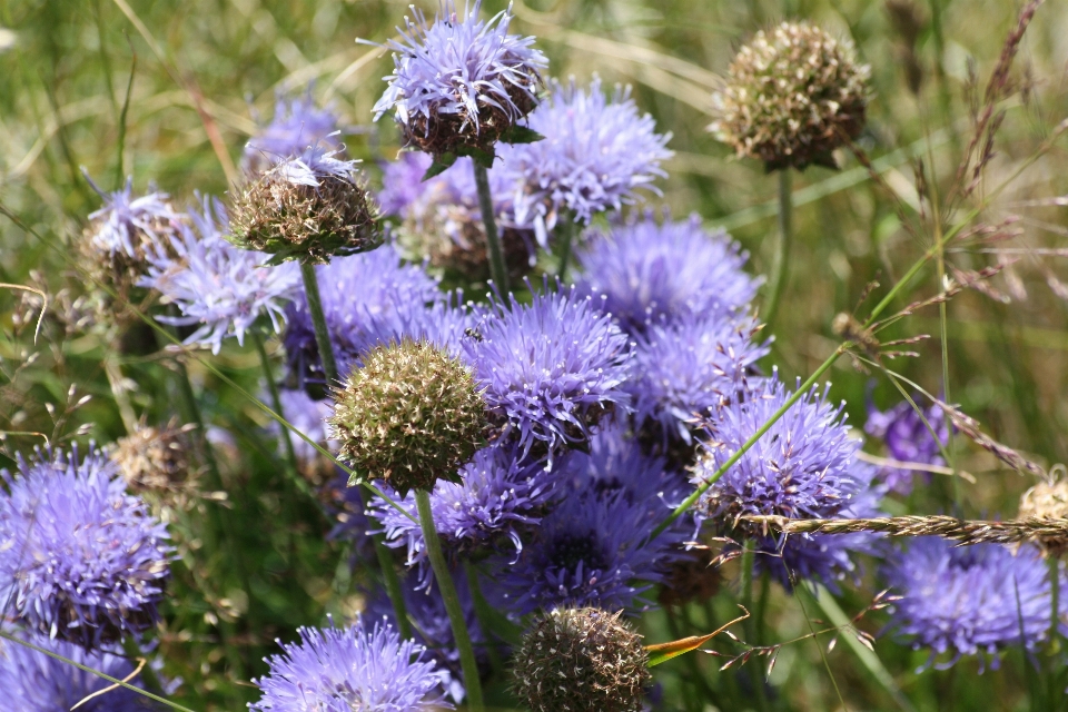 Natura pianta prato
 fiore