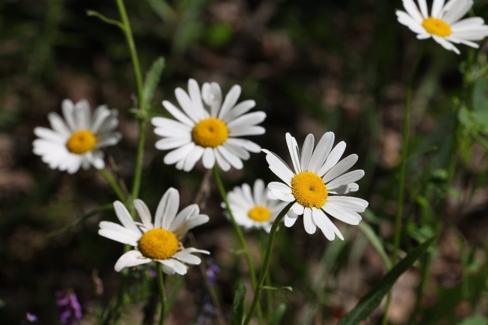 Natura pianta campo prato
