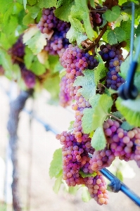 Branch plant grape vine Photo