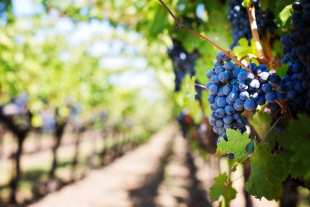 Branch plant grape vine Photo