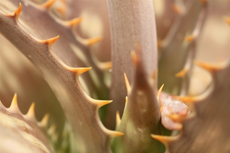 Foto Naturaleza rama florecer cactus
