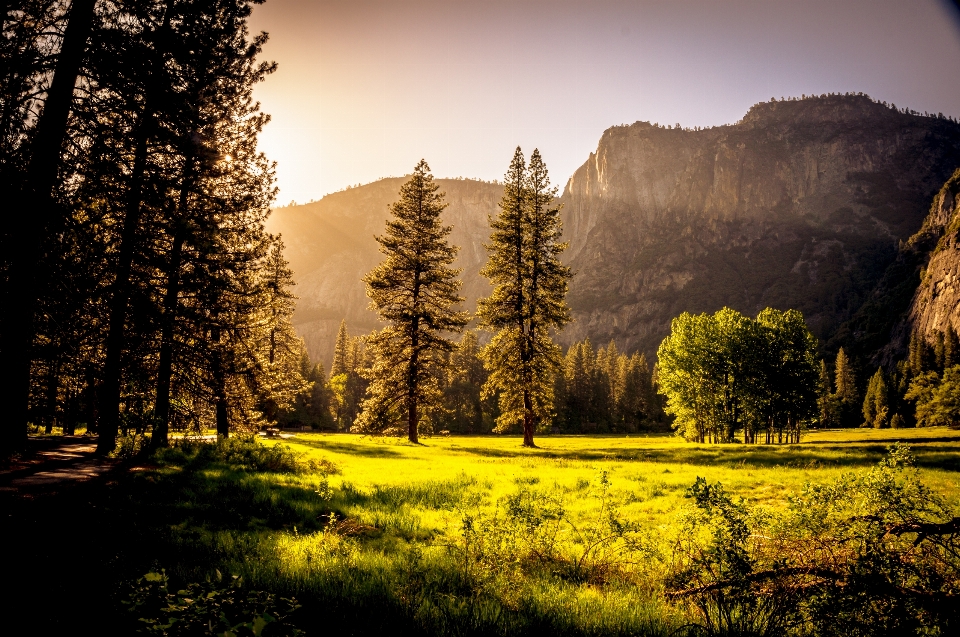 Landscape tree nature forest