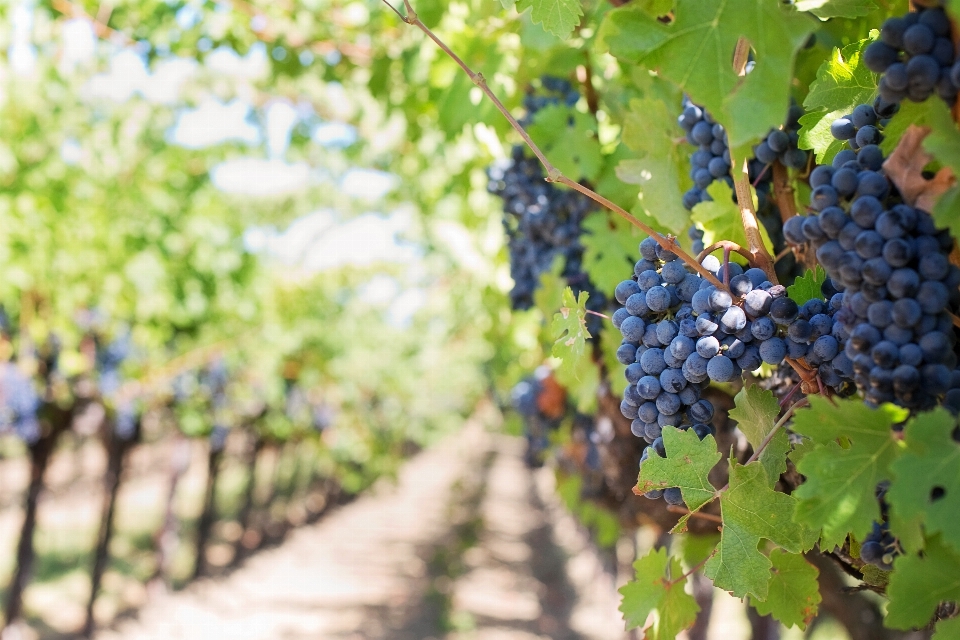 Plant grape vine vineyard