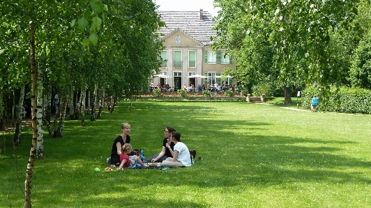 Foto Albero erba prato villa