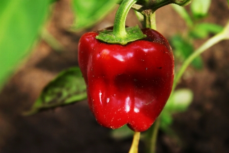 Foto Planta fruta flor alimento