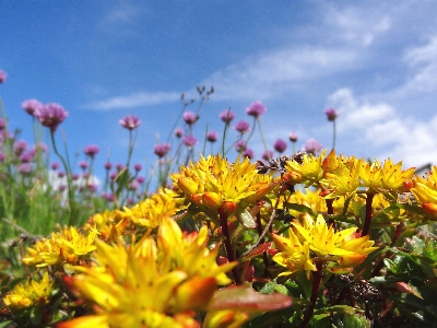 植物 空 分野 草原
 写真