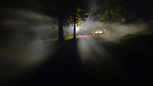 Foto Floresta luz névoa noite