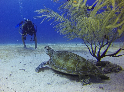 Meeting underwater biology turtle Photo