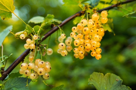 Tree branch blossom plant Photo