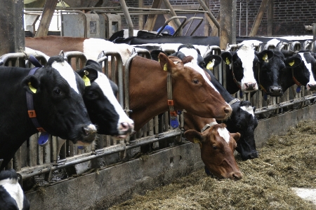 Farm food cattle pasture Photo