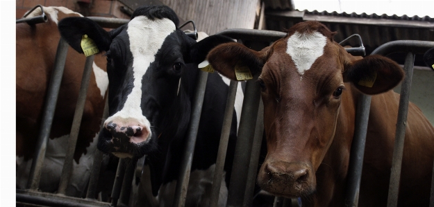 Farm food cattle pasture Photo