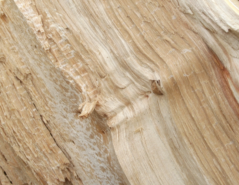 árbol naturaleza bosque madera