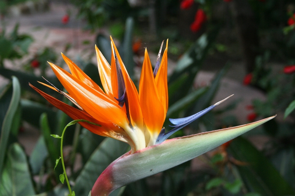 Nature usine feuille fleur