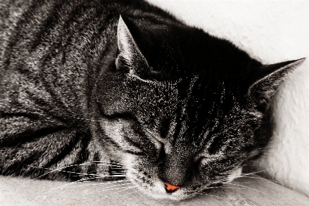 Foto Bianco e nero
 animale domestico