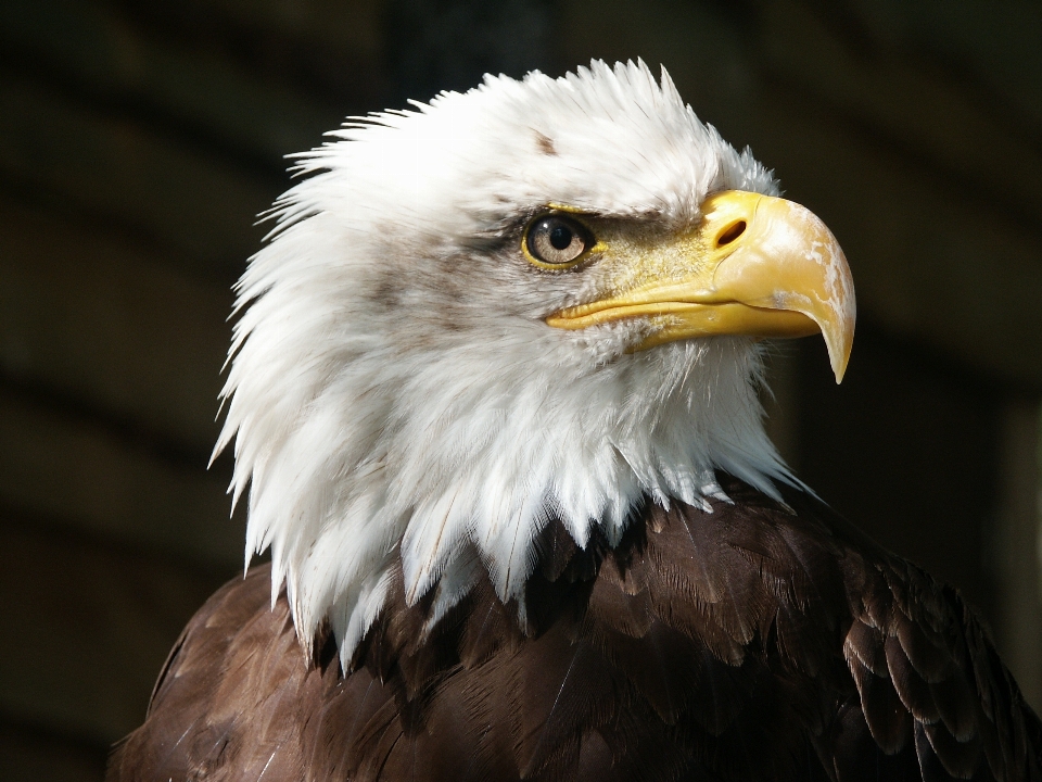 鳥 羽 動物 野生動物