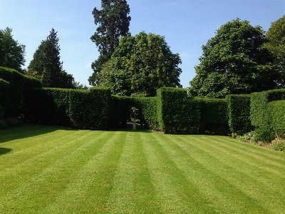 Grass structure plant field Photo