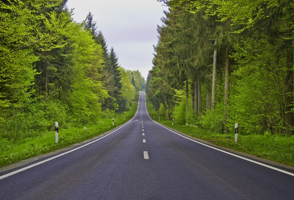 Tree forest silhouette road